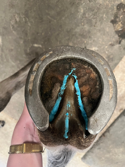 Fourchette et sole du cheval : pourquoi il est essentiel d’en prendre soin ?