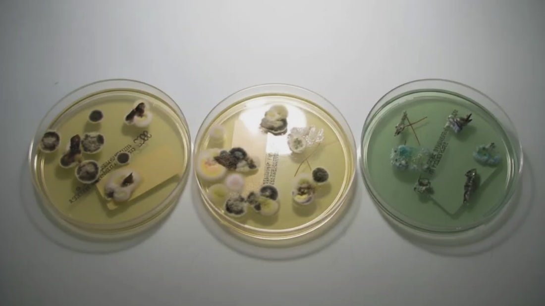 Fourchette pourrie produit efficace Hoof Defender ABEE horse. Pourriture de fourchette